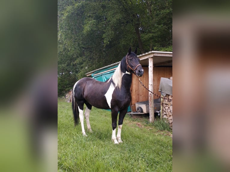 Barokowy pinto Klacz 12 lat 160 cm Srokata in Kirtorf