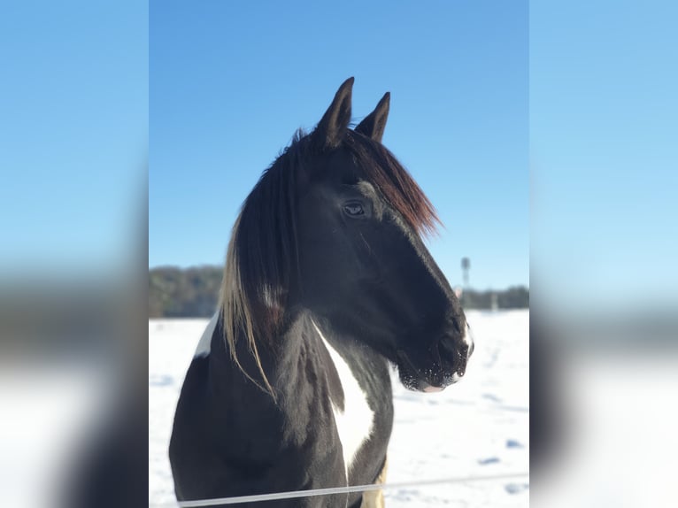 Barokowy pinto Klacz 12 lat 160 cm Srokata in Kirtorf