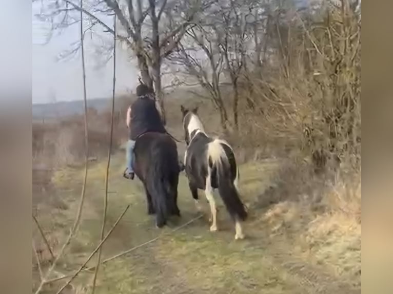 Barokowy pinto Klacz 12 lat 160 cm Srokata in Kirtorf