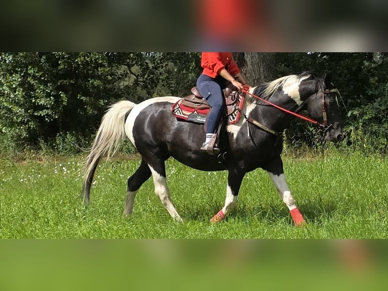Barokowy pinto Klacz 13 lat 162 cm Srokata in Linkenbach