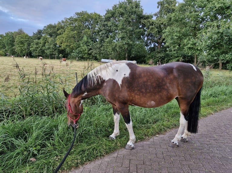 Barokowy pinto Klacz 15 lat 155 cm Srokata in Westoverledingen