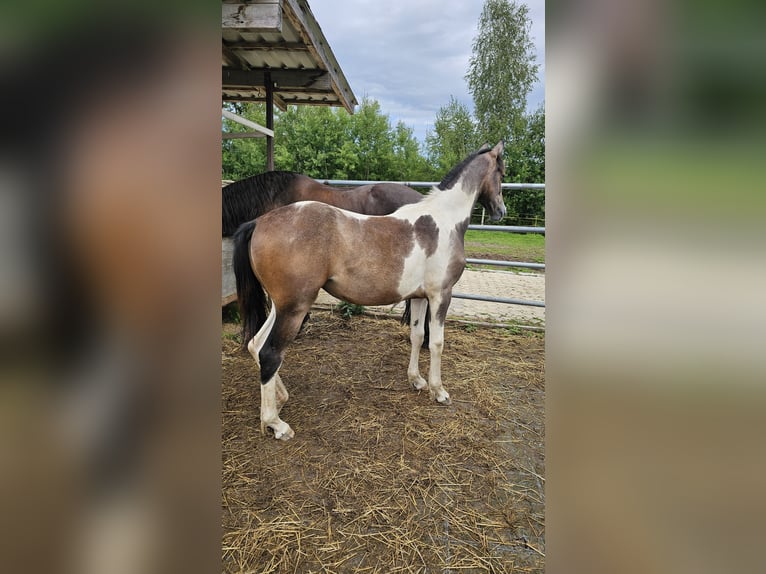 Barokowy pinto Mix Klacz 1 Rok 140 cm Srokata in Feldkirchen in K&#xE4;rnten
