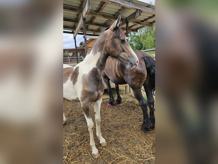 Barokowy pinto Mix Klacz 1 Rok 140 cm Srokata in Feldkirchen in K&#xE4;rnten