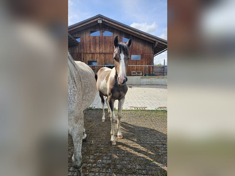 Barokowy pinto Mix Klacz 1 Rok 140 cm Srokata in Feldkirchen in K&#xE4;rnten