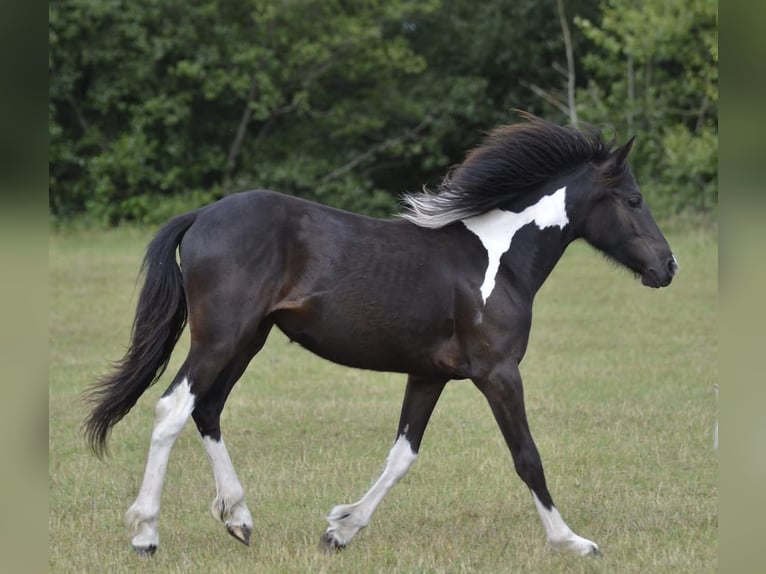 Barokowy pinto Klacz 1 Rok 155 cm Srokata in Ebersheim