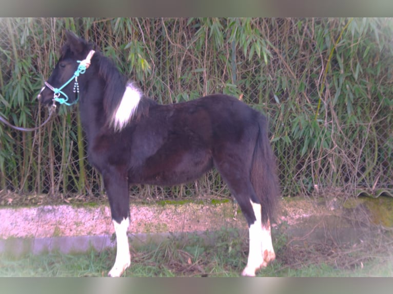 Barokowy pinto Klacz 1 Rok 165 cm in Ebersheim