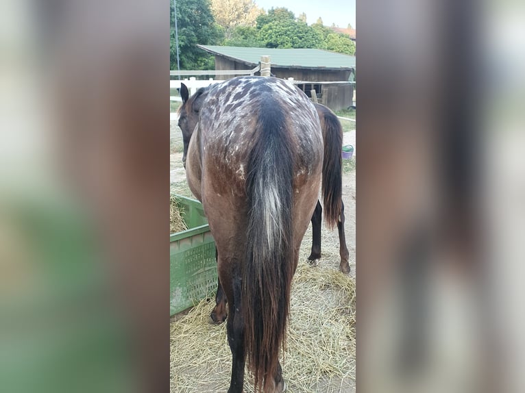 Barokowy pinto Klacz 1 Rok 165 cm Tarantowata in Cento