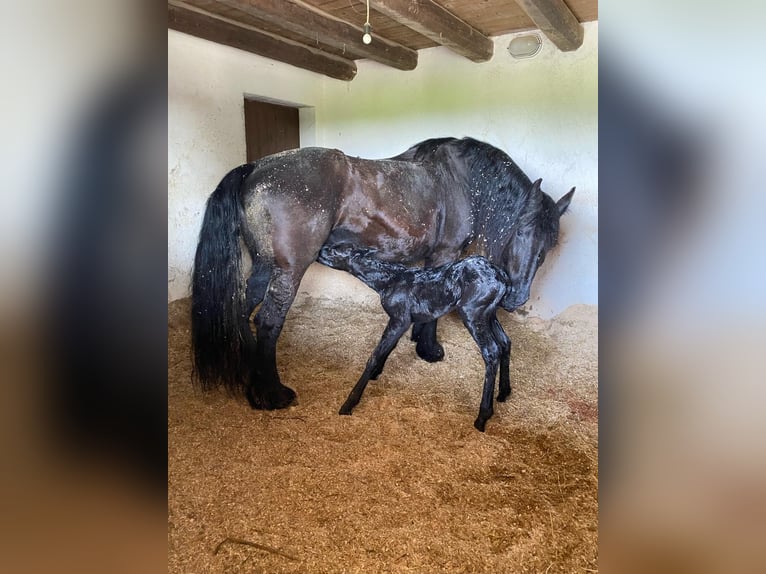 Barokowy pinto Klacz 1 Rok 165 cm Tarantowata in Cento