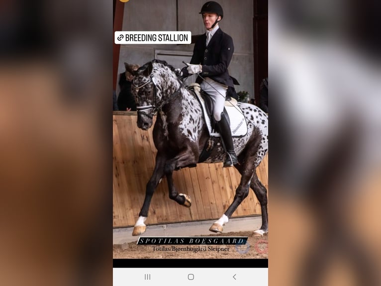 Barokowy pinto Klacz 1 Rok 165 cm Tarantowata in Cento
