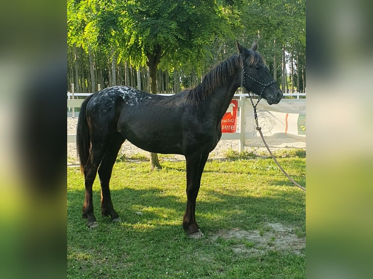 Barokowy pinto Klacz 1 Rok 165 cm Tarantowata in Cento