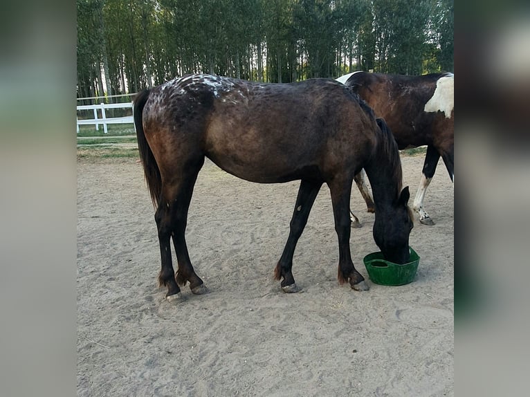 Barokowy pinto Klacz 1 Rok 165 cm Tarantowata in Cento
