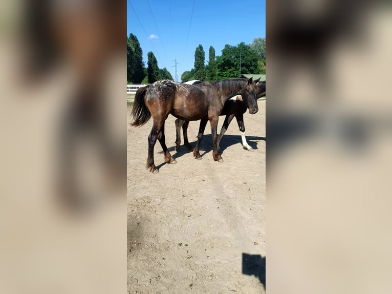Barokowy pinto Klacz 1 Rok 165 cm Tarantowata in Cento