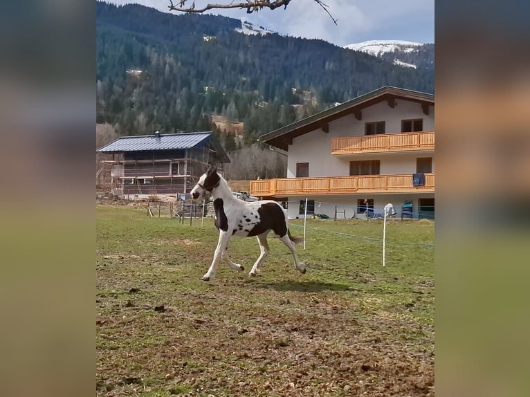Barokowy pinto Klacz 1 Rok 168 cm Srokata in Unterberg