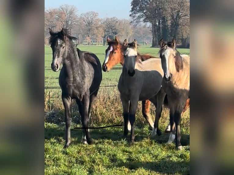 Barokowy pinto Klacz 1 Rok Jelenia in HamminkelnHamminkeln