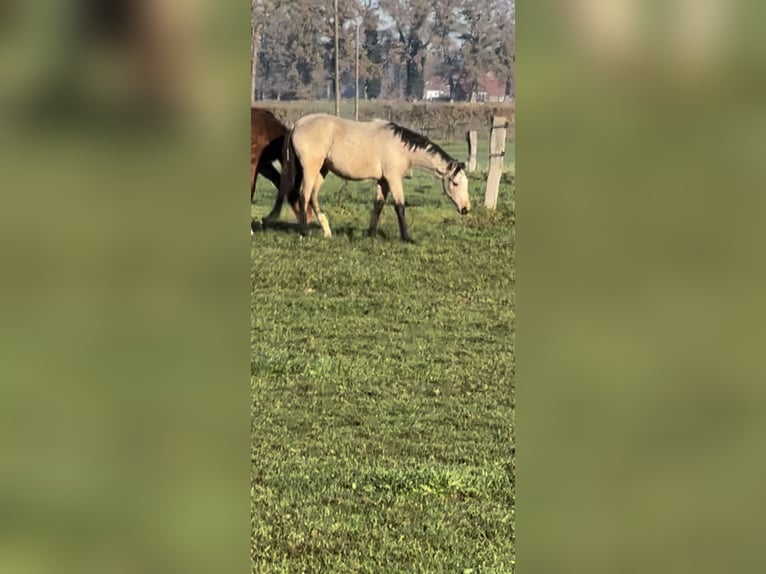 Barokowy pinto Klacz 1 Rok Jelenia in HamminkelnHamminkeln
