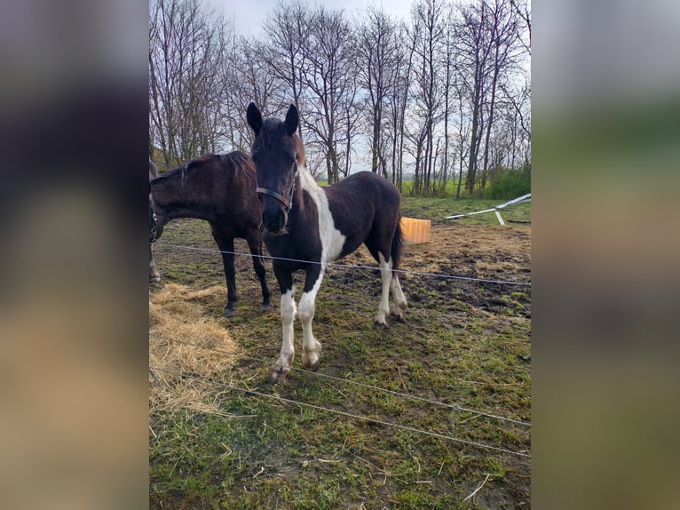 Barokowy pinto Klacz 1 Rok Tobiano wszelkich maści in Give