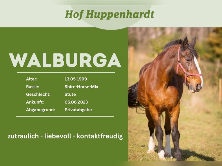 Barokowy pinto Mix Klacz 27 lat 165 cm Gniada in Much