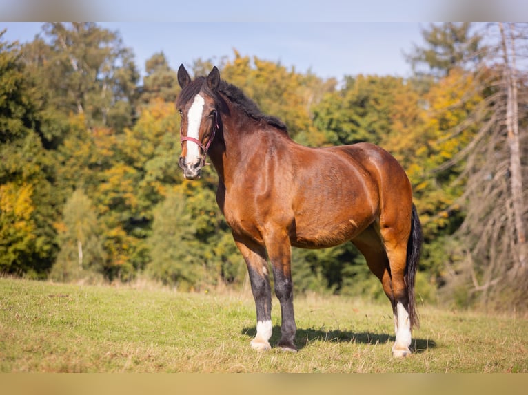 Barokowy pinto Mix Klacz 27 lat 174 cm Gniada in Much