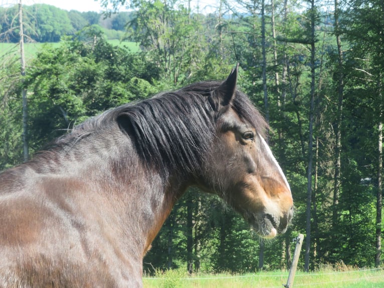 Barokowy pinto Mix Klacz 27 lat 174 cm Gniada in Much