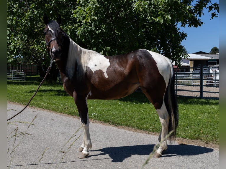 Barokowy pinto Klacz 2 lat 145 cm Srokata in Kappelen