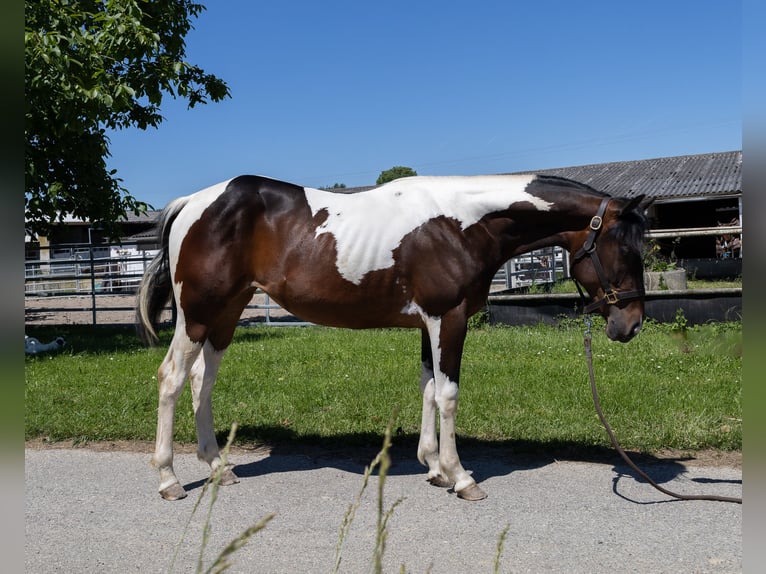 Barokowy pinto Klacz 2 lat 145 cm Srokata in Kappelen