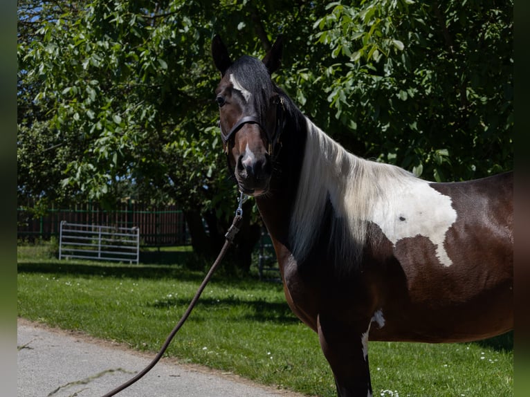 Barokowy pinto Klacz 2 lat 145 cm Srokata in Kappelen
