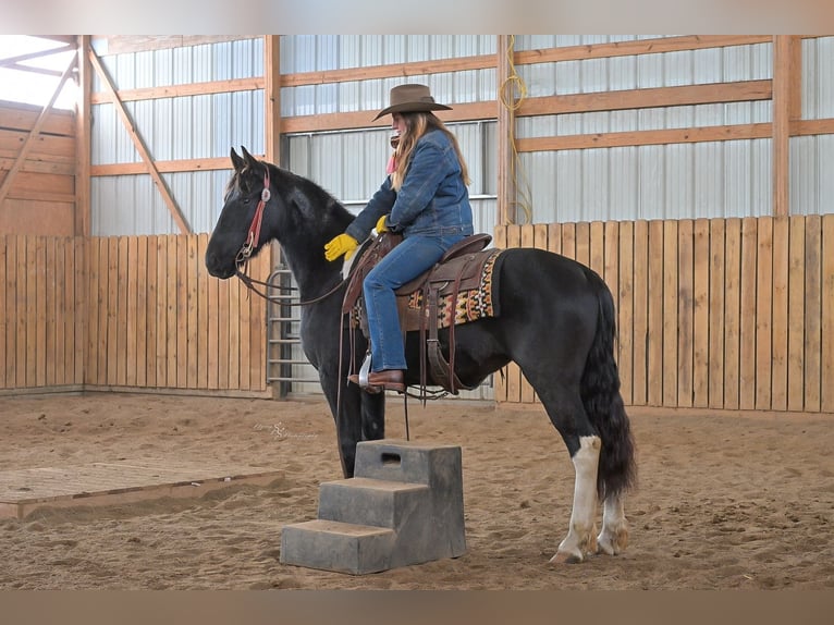 Barokowy pinto Klacz 2 lat 150 cm Kara in Hastings