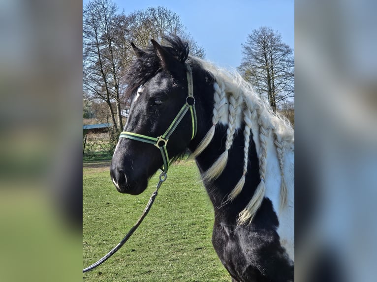 Barokowy pinto Klacz 2 lat 150 cm Srokata in Schallstadt
