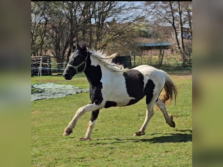 Barokowy pinto Klacz 2 lat 150 cm Srokata in Schallstadt