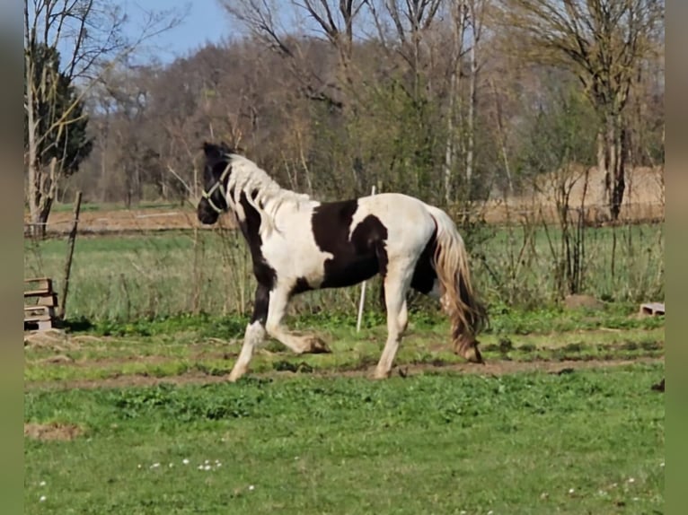 Barokowy pinto Klacz 2 lat 150 cm Srokata in Schallstadt