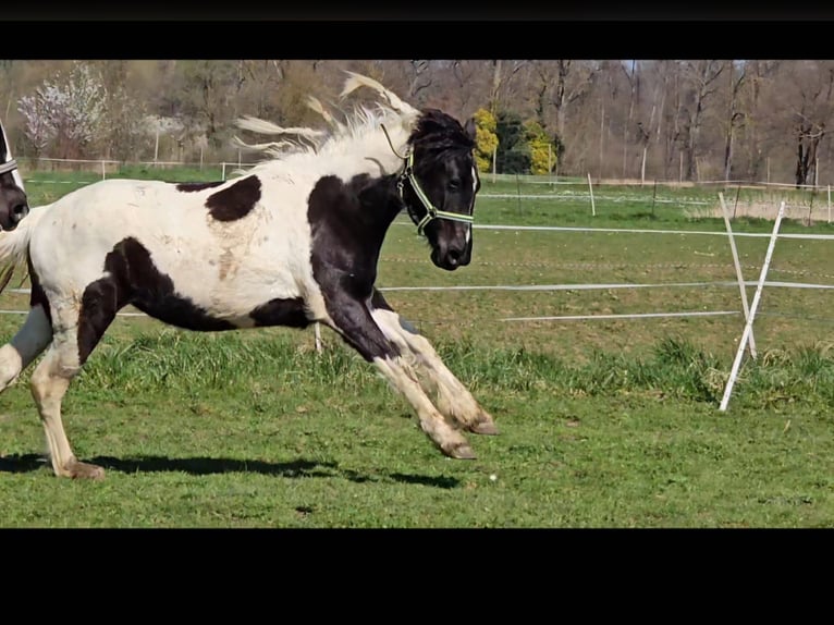 Barokowy pinto Klacz 2 lat 150 cm Srokata in Schallstadt