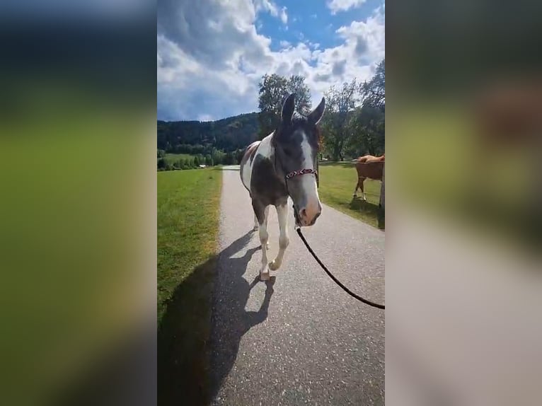 Barokowy pinto Klacz 2 lat 165 cm Srokata in Feldkirchen in Kärnten