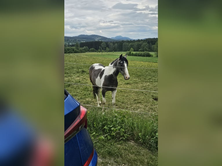 Barokowy pinto Klacz 2 lat 165 cm Srokata in Feldkirchen in Kärnten