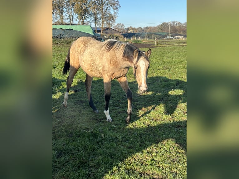 Barokowy pinto Klacz 2 lat Jelenia in HamminkelnHamminkeln