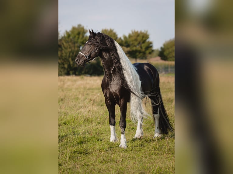 Barokowy pinto Klacz 3 lat 158 cm Kara in Halle