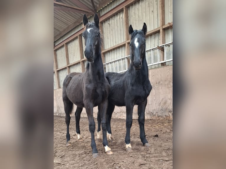 Barokowy pinto Klacz 3 lat 158 cm Tobiano wszelkich maści in Oosterzee