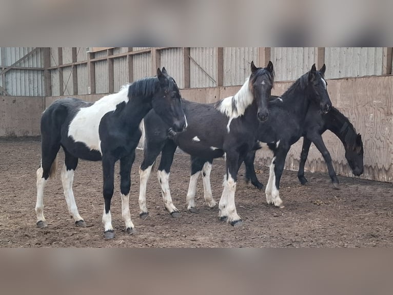 Barokowy pinto Klacz 3 lat 158 cm Tobiano wszelkich maści in Oosterzee