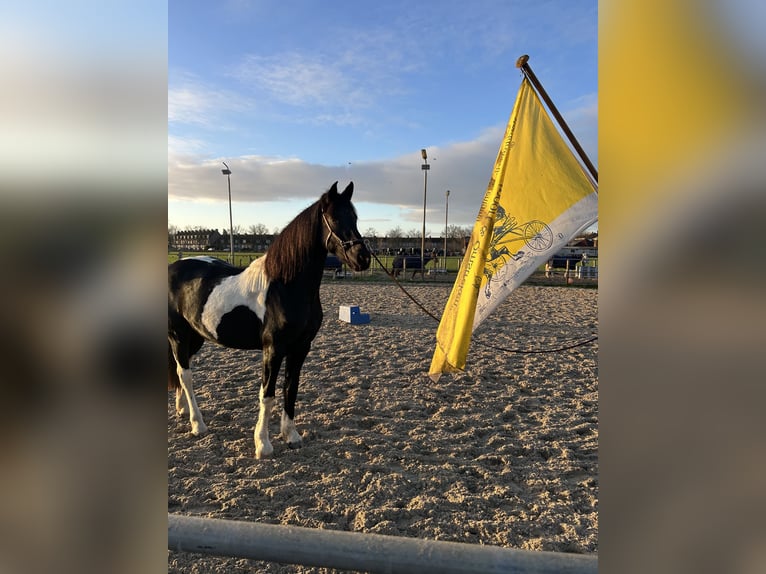 Barokowy pinto Klacz 3 lat 162 cm Tobiano wszelkich maści in Haarlem