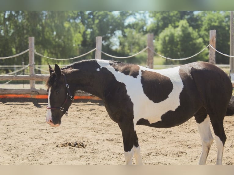 Barokowy pinto Klacz 4 lat 153 cm Srokata in Kotzen