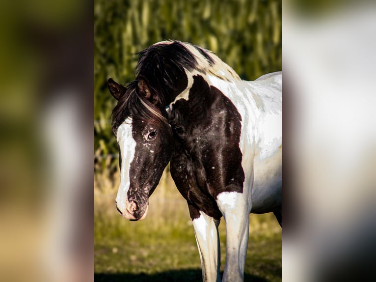 Barokowy pinto Mix Klacz 4 lat 155 cm Tarantowata in Tubbergen