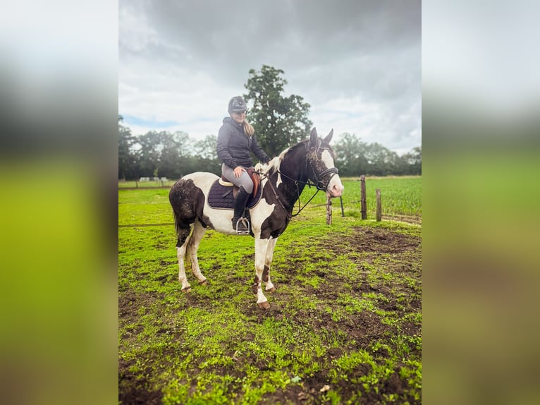 Barokowy pinto Mix Klacz 4 lat 155 cm Tarantowata in Tubbergen