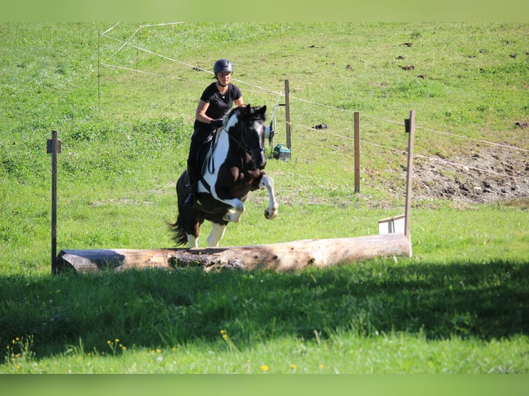 Barokowy pinto Klacz 4 lat 160 cm Srokata in Kienach