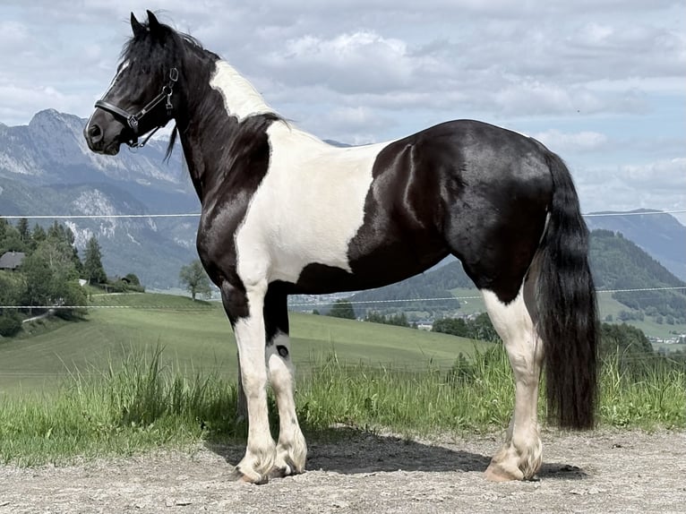 Barokowy pinto Klacz 4 lat 160 cm Srokata in Kienach