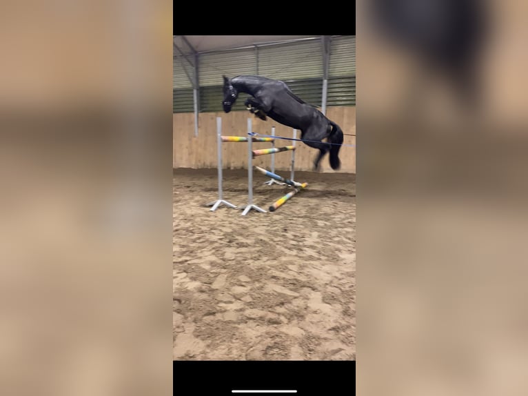 Barokowy pinto Klacz 4 lat 168 cm Kara in Gorzow Wielkopolski