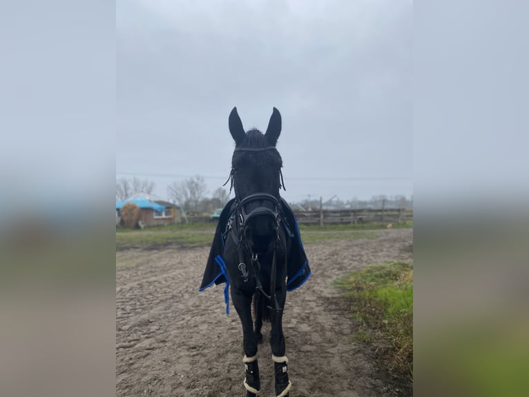 Barokowy pinto Klacz 4 lat 168 cm Kara in Gorzow Wielkopolski