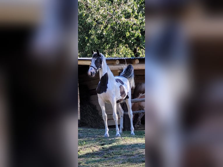 Barokowy pinto Klacz 4 lat 170 cm Srokata in Ardenno