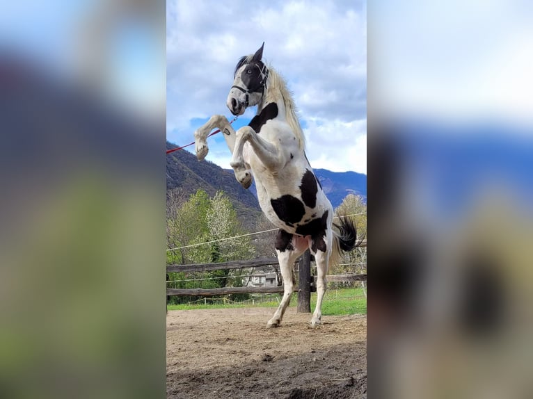 Barokowy pinto Klacz 4 lat 170 cm Srokata in Ardenno