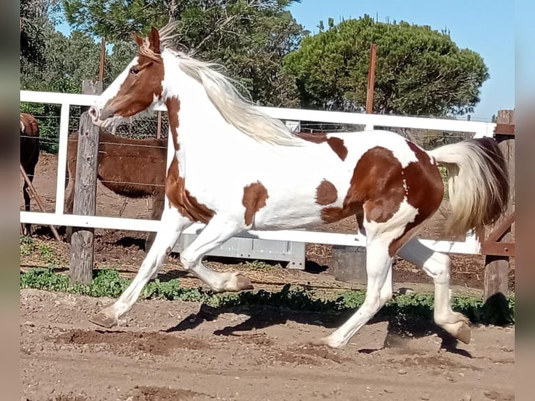 Barokowy pinto Klacz 5 lat 159 cm in Chiclana de la Frontera