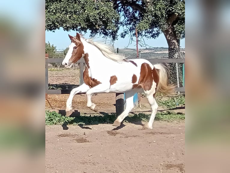 Barokowy pinto Klacz 5 lat 159 cm in Chiclana de la Frontera