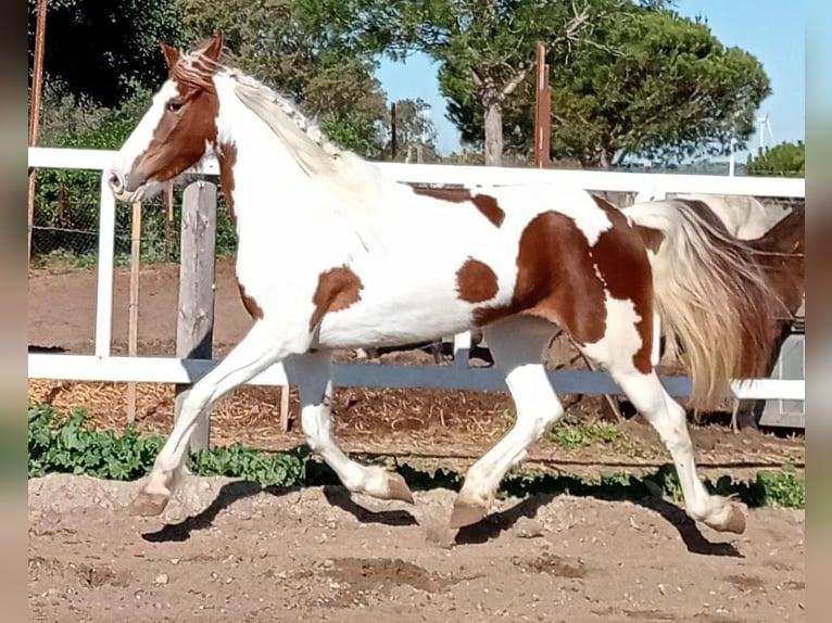 Barokowy pinto Klacz 5 lat 159 cm in Chiclana de la Frontera